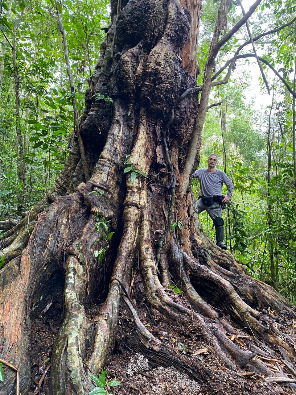 Parque Nacional do Pau Brasil